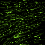 3d particle field